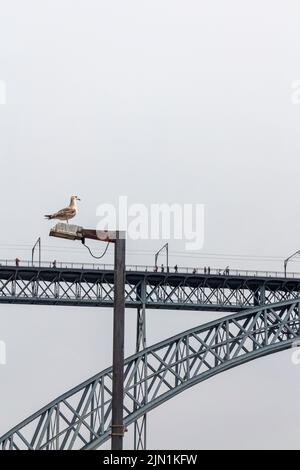 Seagull sul palco vicino al ponte Pont Luiz 1 sul fiume Douro Porto Portogallo, progettato da Theophile Seyrig, partner di Gustave Eiffel Foto Stock