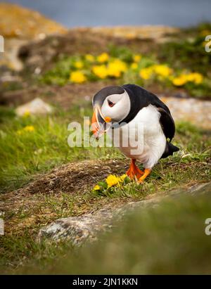 Il Terranova Puffins Foto Stock