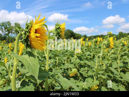 Un campo di alti girasoli che si affaccia proprio in una soleggiata giornata estiva Foto Stock