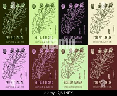 Set di burdock Onopordum acanthium in varie composizioni di colore. Pianta selvaggia farmaceutica PRICKLY TARTARE disegnata a mano. Illustrazione del burdock retrò. Illustrazione Vettoriale
