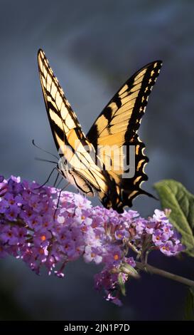 Tiger orientale Swallowtail Butterfly, Papilio glaucus, su un fiore di farfalla viola o rosa in primavera, estate, o autunno, Lancster, Pennsylvania Foto Stock