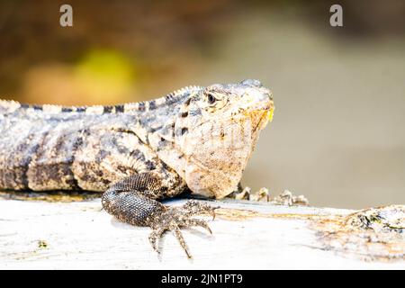 iguana gallita su un giornale di accesso su una spiaggia Foto Stock