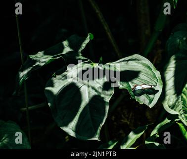 Farfalla blu arroccato su una foglia nella giungla del Costa Rica Foto Stock