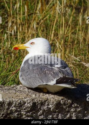 Un gabbiano bianco-grigio giace su una pietra e guarda nella fotocamera Foto Stock