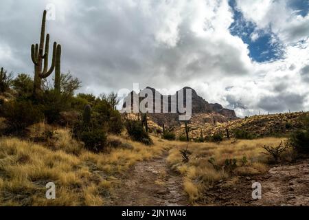 Vista panoramica della Tonto National Forest, Arizona Foto Stock