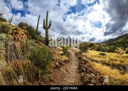 Vista panoramica della Tonto National Forest, Arizona Foto Stock