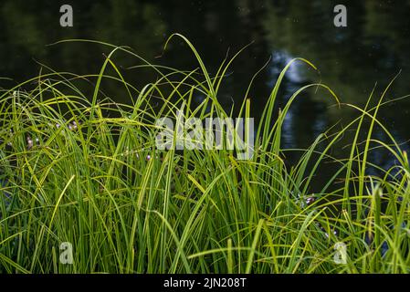 carex elata, Grashalme (syn. Stricta), Tussock segge l'erba vicino al nistru fiver Moldavia Dniester, Alliums Typha. Rush (Butomus umbellatus) Foto Stock