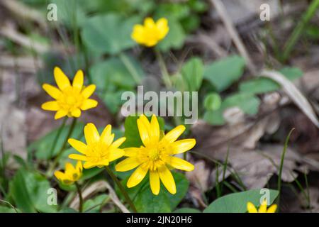 Giallo celandina minore, ficaria verna primavera fiori macro primo piano. La natura fiorisce su sfondo sfocato verde Foto Stock