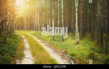 Strada sterrata in una foresta, tonificante applicato. Foto Stock