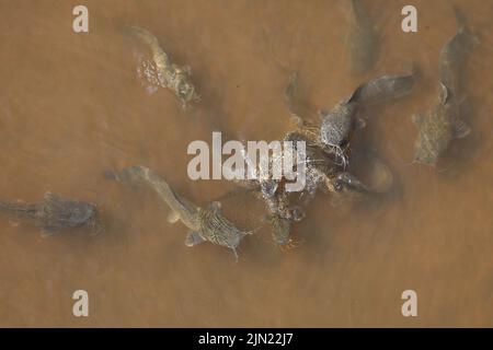 Afrikanischer Raubwels / pesce gatto africano da denti di affilatura / Clarias gariepinus Foto Stock