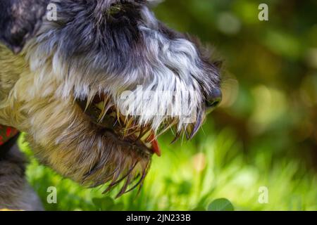 Puppy Zwergschnauzer - il cane più piccolo di un gruppo schnauzer. Una razza di servizio, caccia, cani di guardia. Muso di un cane da vicino su sfondo verde. Foto Stock