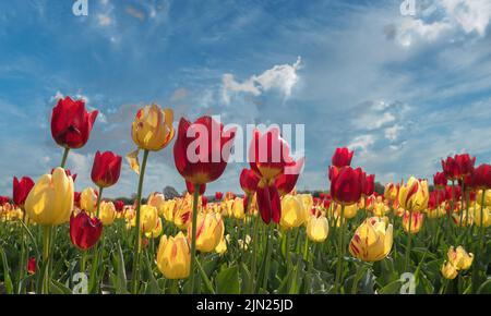 Primo piano di tulipani rossi e gialli in un campo Foto Stock
