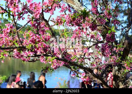 Turisti che passeggiavano in festa di fiori di ciliegia, Brasile, sfondo sfocato Foto Stock