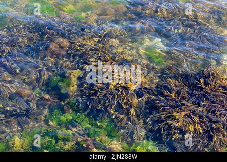 Macroalghe, alghe marine in chioseup d'acqua, Swanage, Dorset, Inghilterra Foto Stock