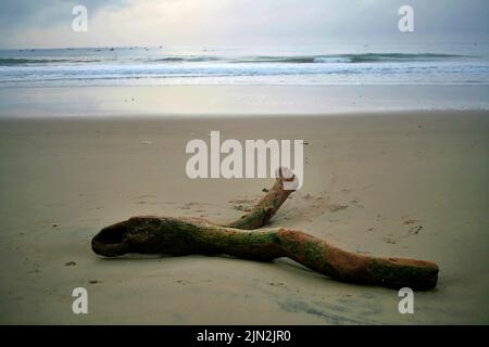 Registro caduti sulla spiaggia Foto Stock