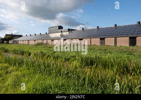 Pannelli solari montati sul tetto di una stalla in una fattoria a Lemmer, Frisia, Paesi Bassi, con sole e cielo nuvoloso blu. Energia sostenibile Foto Stock