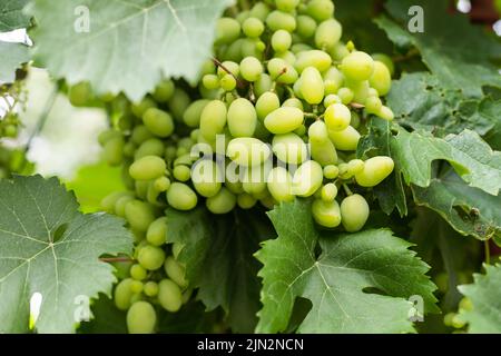 Uve mature sui cespugli di vigneti Foto Stock