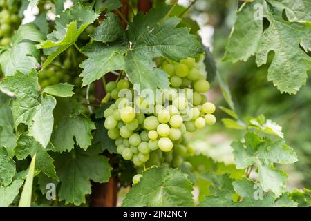 Uve mature sui cespugli di vigneti Foto Stock