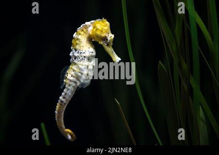 Un cavalluccio marino (Hippocampus reidi) noto anche come slanciato cavallino marino che nuota sott'acqua Foto Stock