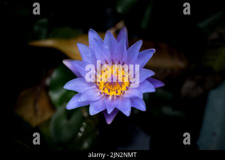 Ravvicinato lotus su sfondo scuro. loto colorato contrasto sullo sfondo. Foto Stock