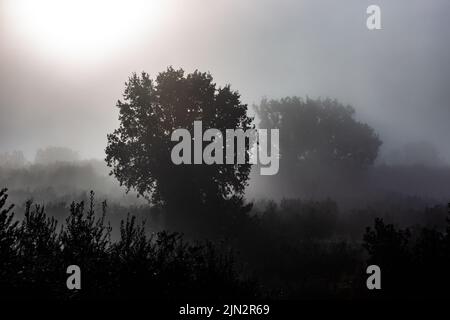 Alberi in mezzo alla nebbia all'alba Foto Stock