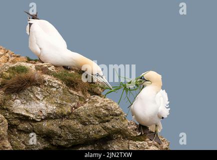 Primo piano di bonding Northern gannets (Morus fagunana) passando l'erba l'uno all'altro, Bempton scogliere, Regno Unito. Foto Stock