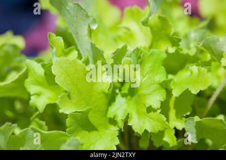 Heuchera x Hybida 'marmellata di lime' Foto Stock