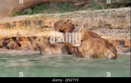 Gruppo di Capybaras in acqua su una riva del fiume, Pantanal Sud, Brasile. Foto Stock