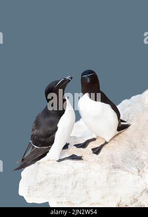 Primo piano di due Razorbils arroccato su un bordo di una scogliera, Bempton, Regno Unito. Foto Stock