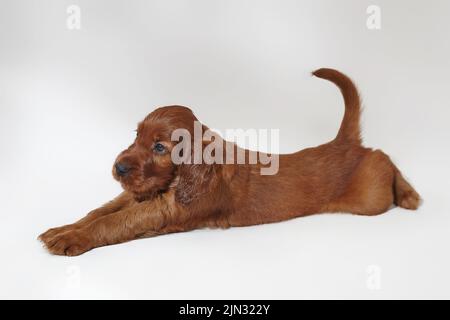 Marrone adorabile cucciolo istriano. Foto sparare in studio su sfondo bianco. Foto Stock