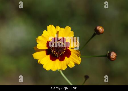 Primo piano fiore di pianure Coreopsis, Golden Tickseed (Coreopsis tinctoria), famiglia Asteraceae. Giardino olandese sbiadito. Estate, Agosto. Foto Stock