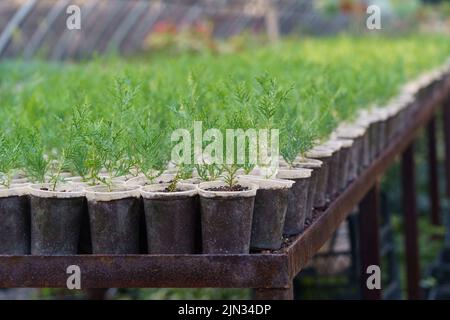 Grande pianta di vivaio con alberi di conifere giovani piantati in file lunghe sotto copertura protettiva Foto Stock