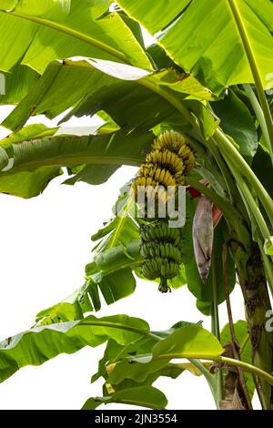 Una banana con fiore di banana su albero di banana su sfondo bianco. Foto Stock