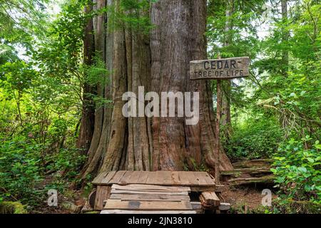 Western Cedar Tree (Thuja plicata) di 1500 anni, conosciuto come l'albero della vita lungo il percorso escursionistico di grandi alberi, Meares Island, British Columbia, Canada. Foto Stock