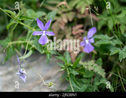 Primo piano di una cornuta Viola, conosciuta come Pansy cornuta o violetta cornuta, una specie di piante fiorite originaria dei Pirenei Foto Stock