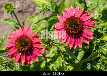 Echinacea purpurea fiori rosa nel giardino di erbe estivo. Bellissimo sfondo floreale naturale con pianta medicinale Red Sun Hat. Primo piano Foto Stock