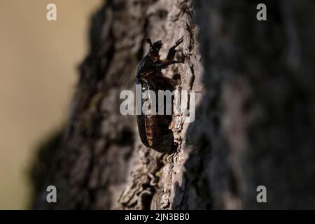 IUCN Lista Rossa e direttiva UE sugli habitat specie di insetti Hermit beetle Osmoderma eremita (sin. O.barnabita) su corteccia di quercia. Questo scarabeo nero è un abello Foto Stock