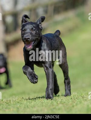 Nero labrador retriever cucciolo Foto Stock