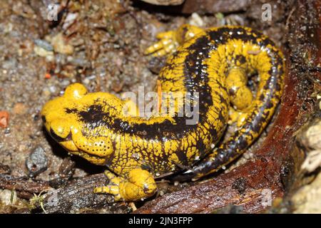 La salamandra del fuoco (Salamandra salamandra alfredschmidti) nel suo habitat naturale Foto Stock