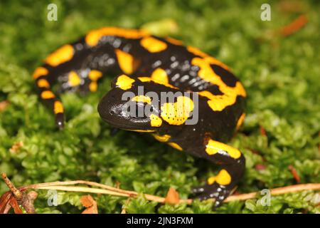 La salamandra del fuoco (Salamandra salamandra) nel suo habitat naturale Foto Stock
