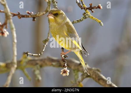 Il verfinch europeo (Chloris chloris) maschio su un ramo di albero Foto Stock