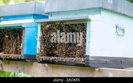 Orticaria per api in legno di castagno Foto Stock