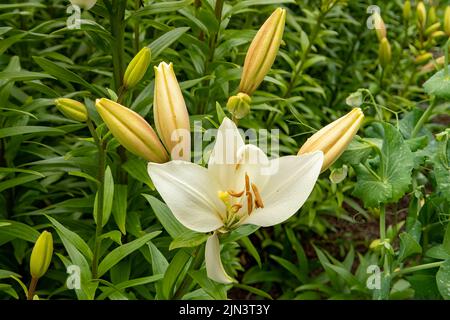 Lilium brillante Diamante, Giglio Asiatico Bianco Foto Stock