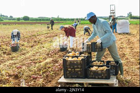 Gardener stacking casse piene di patate sul campo Foto Stock