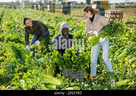 Coltivatori che posano su piantagione vegetale vicino a mucchio di scatole di plastica con sedano fresco. Concetto di successo di attività agraria e ricco raccolto di sedano Foto Stock