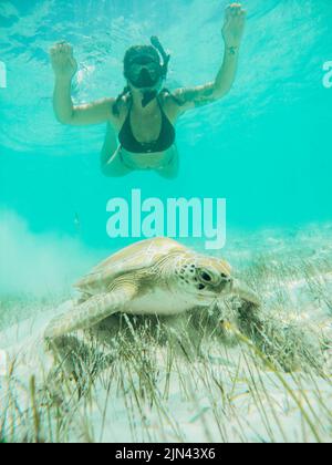 Donna che fa snorkeling con la tartaruga a Hoopers Cay Exuma Foto Stock