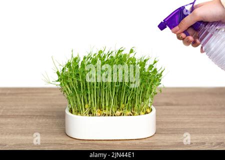 Micro verde piselli germogli in pentola bianca sul tavolo di legno. Il concetto di alimentazione sana e biologica Foto Stock