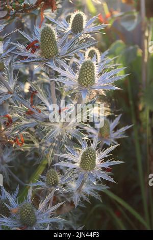 Eryngiums illuminato alla luce del sole della sera. Foto Stock