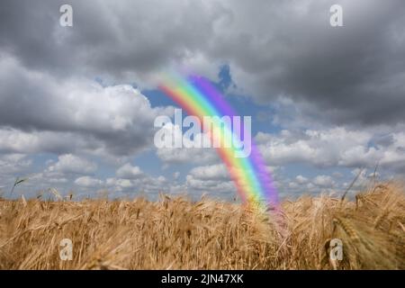 Vista del campo di grano con arcobaleno nel cielo Foto Stock