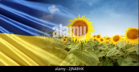 Collage con campo di girasole bello e bandiera di Ucraina Foto Stock